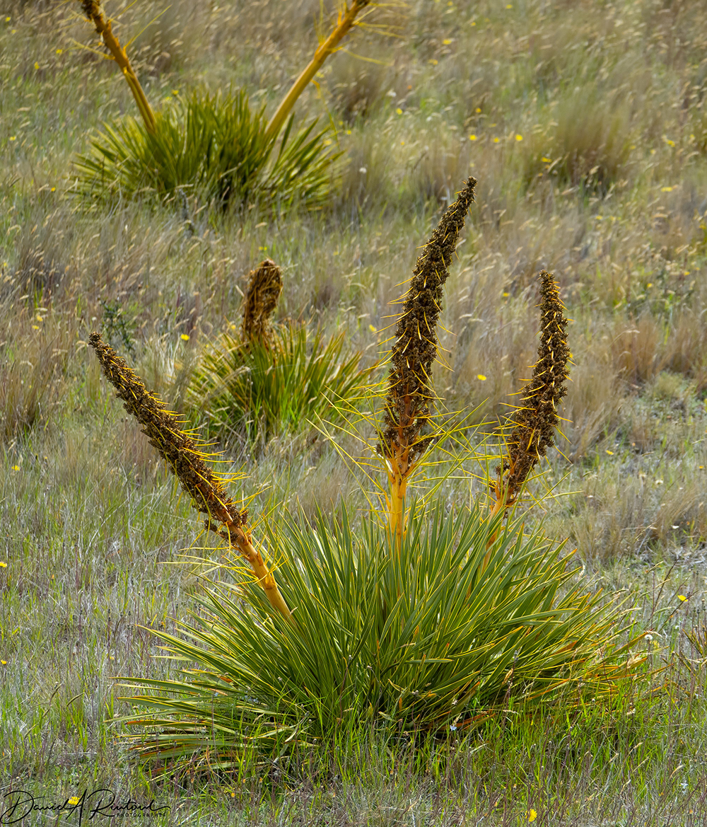 Golden Speargrass
