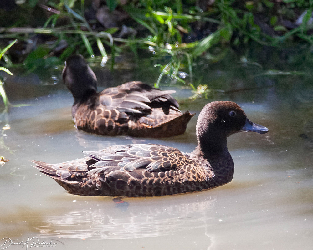 Brown Teal