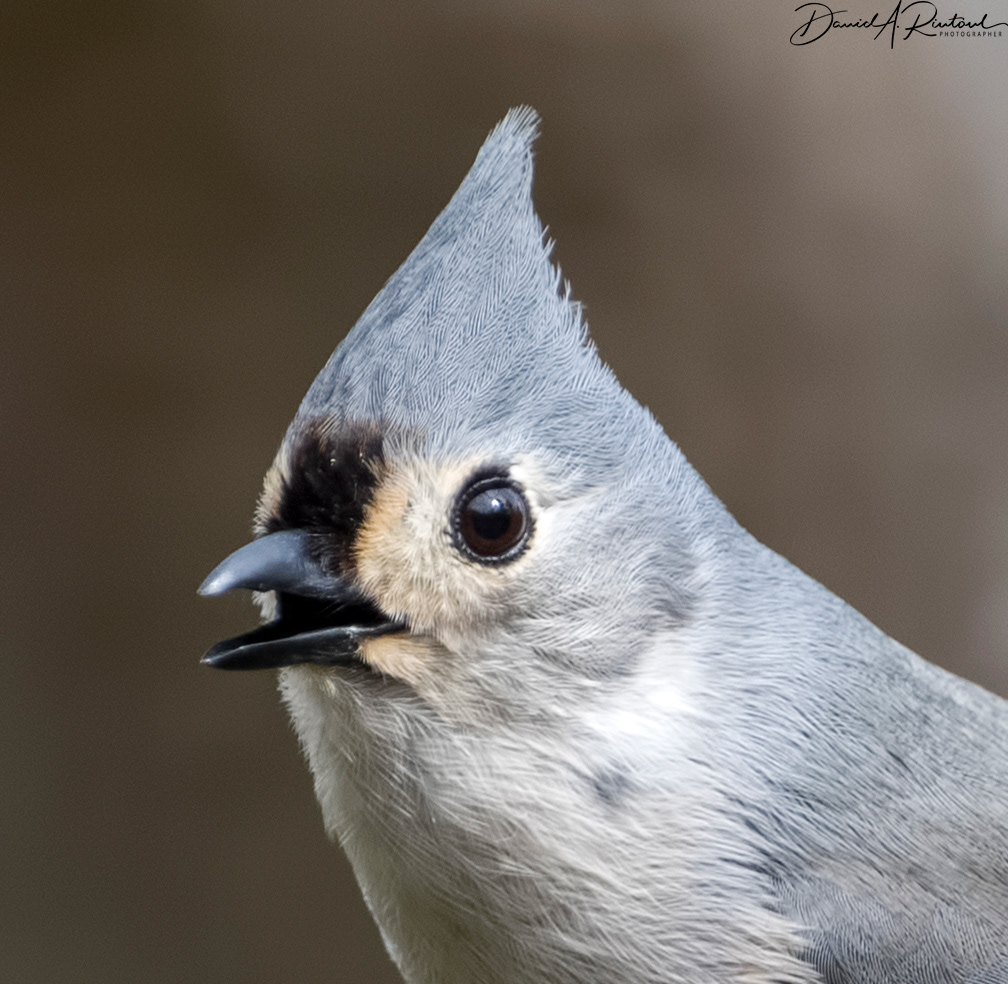 Tufted Titmouse 1