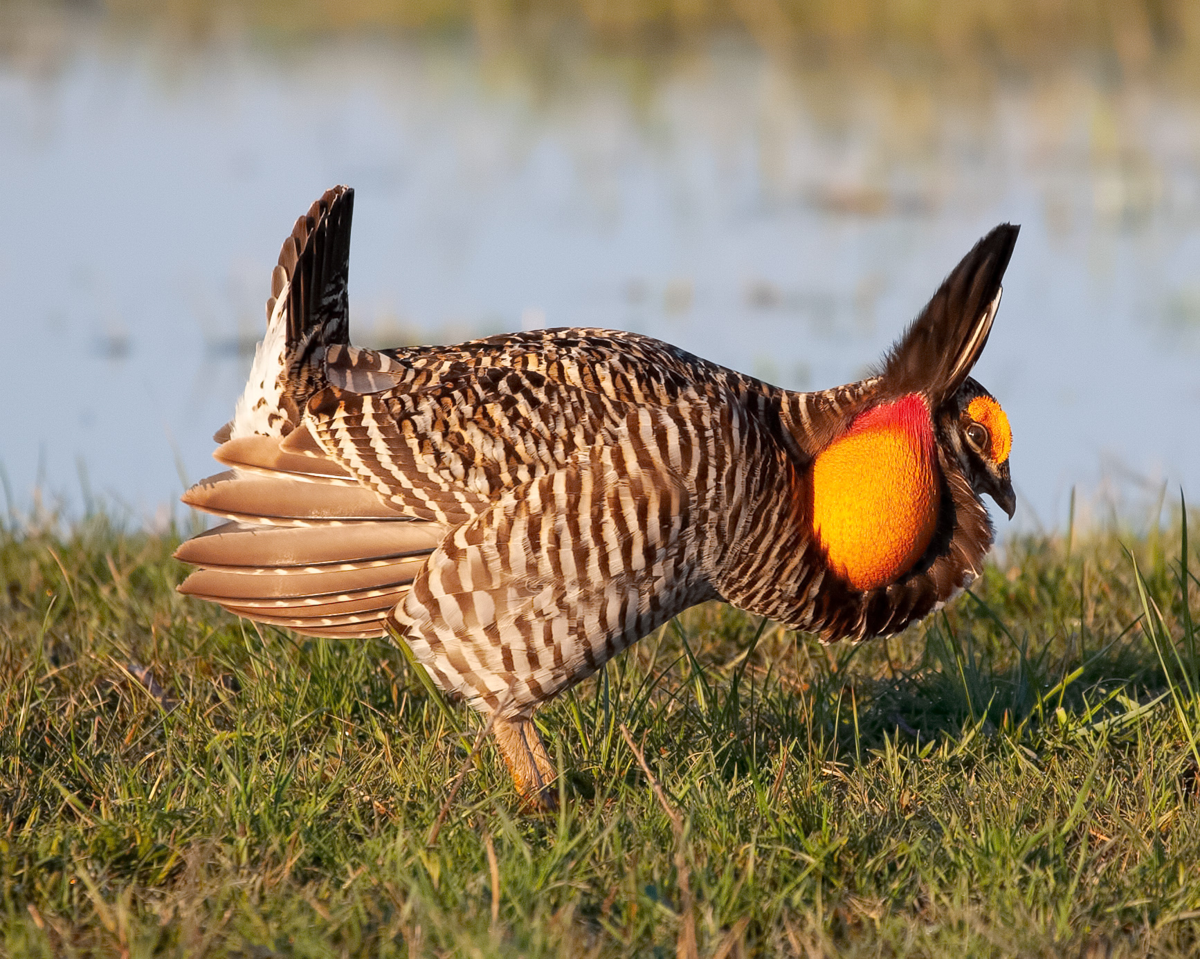 Greater Prairie-chicken 1