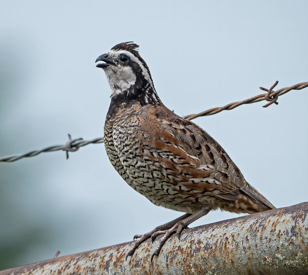 Northern Bobwhite