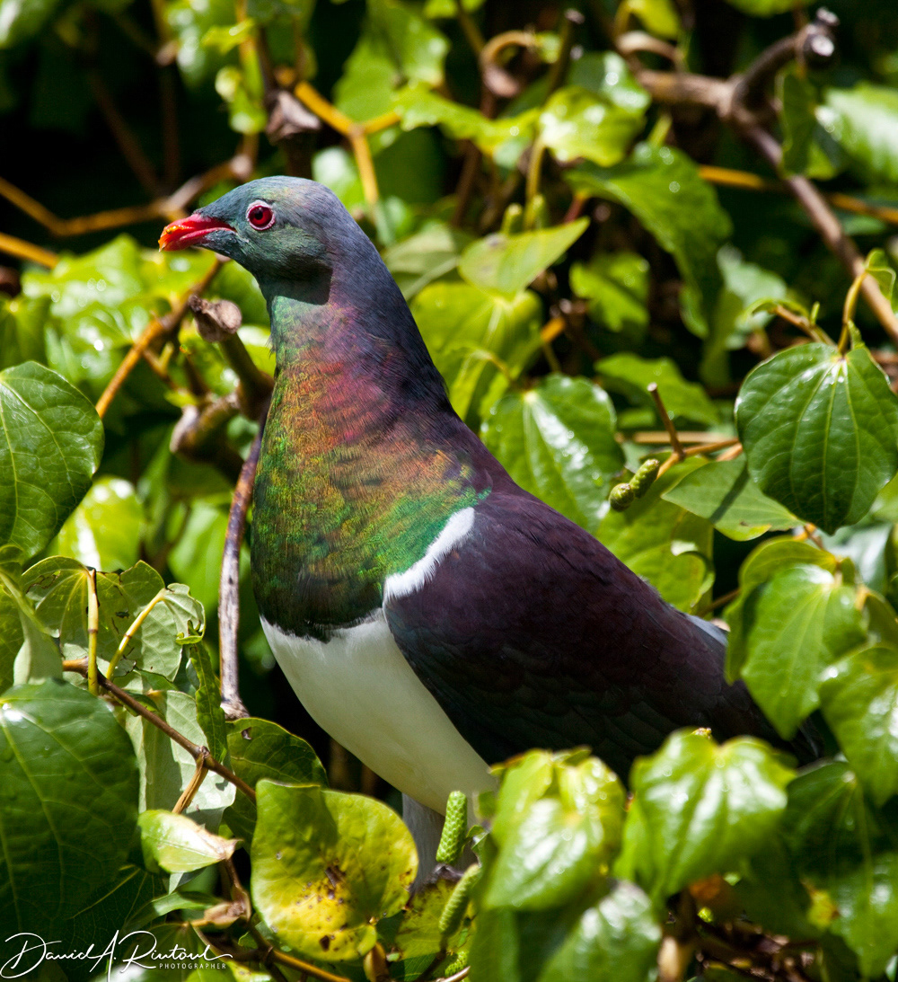 Kereru