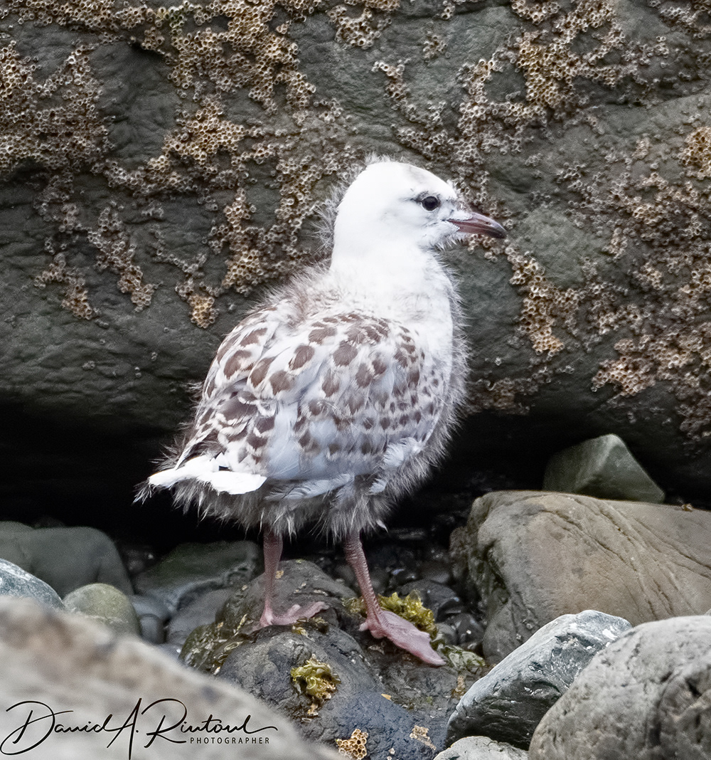 Red-billed Gull Fledgling