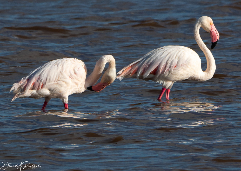 Greater Flamingo
