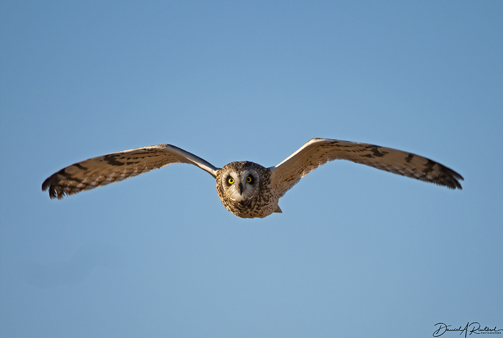 Short-eared Owl -Quivira NWR