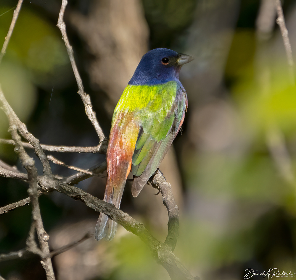 Painted Bunting 1