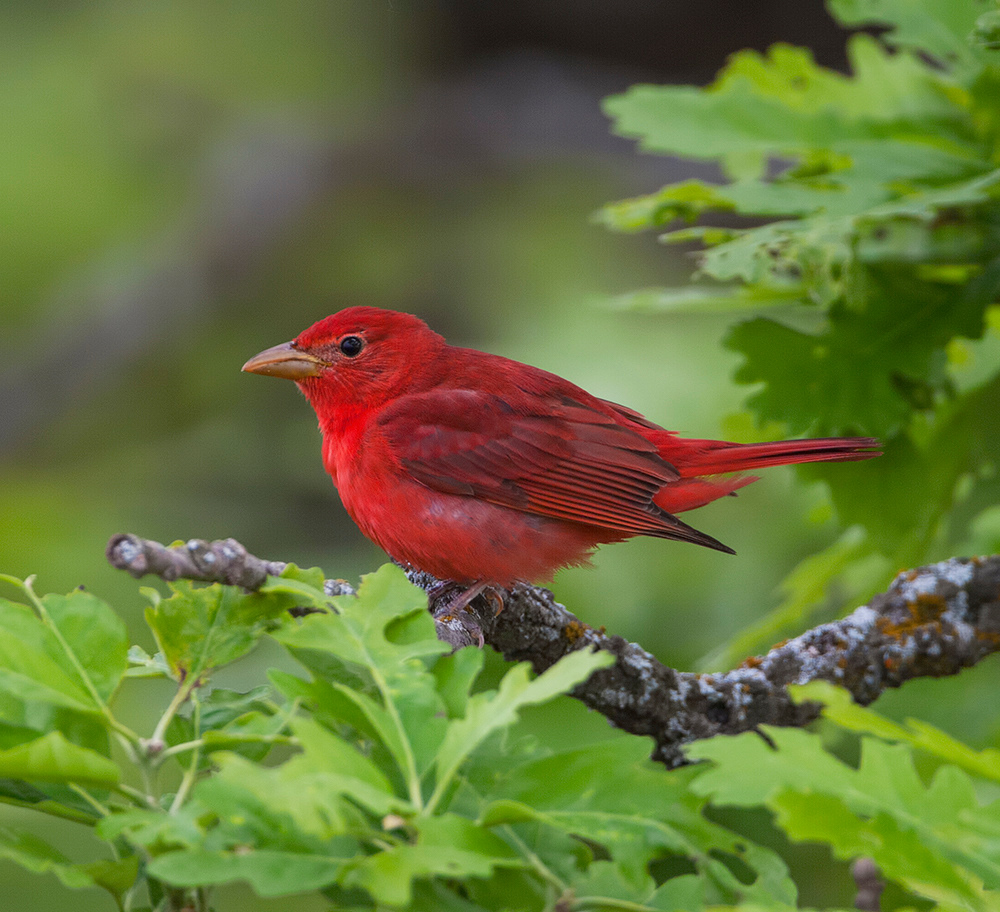 Summer Tanager 1