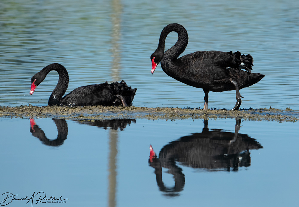Black Swans