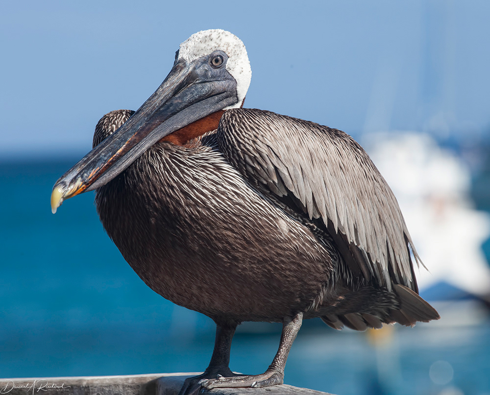 Brown Pelican