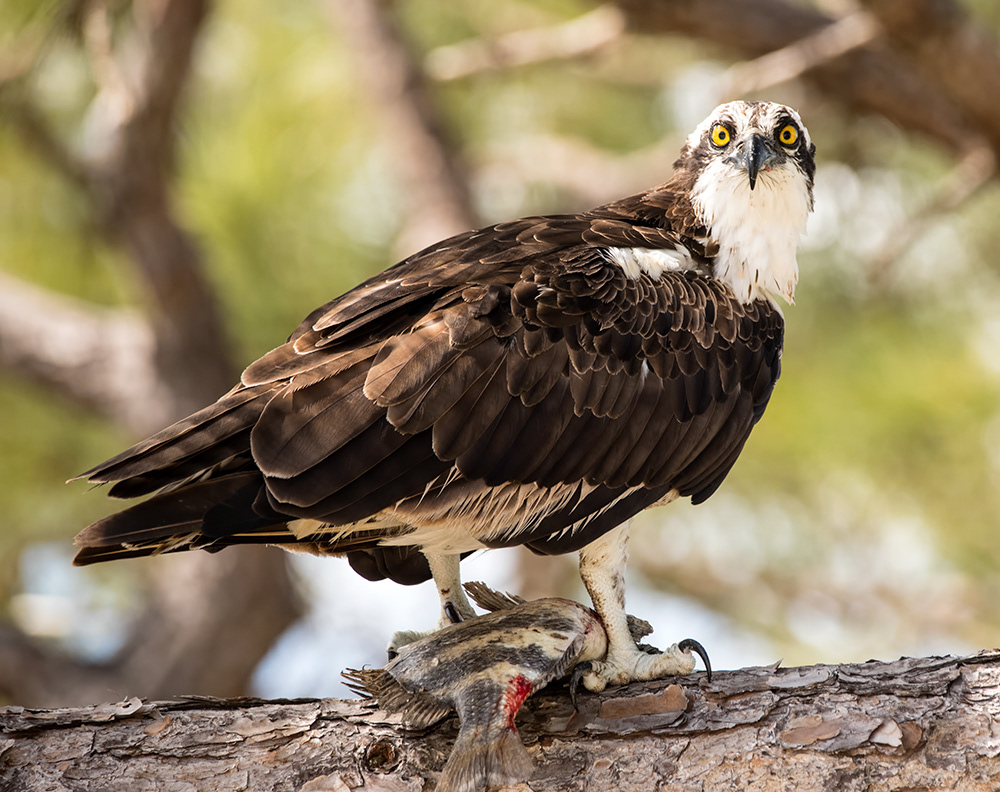 Osprey 3