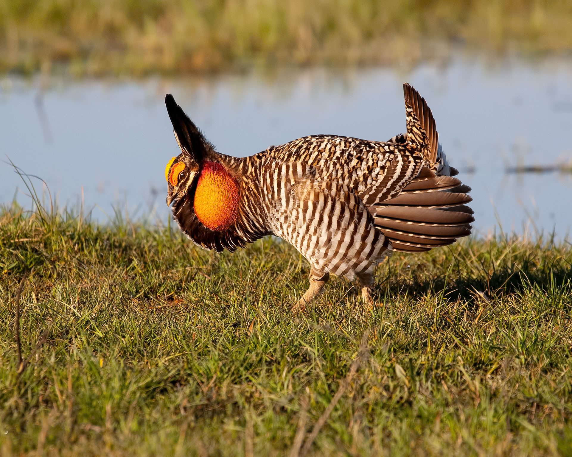 Greater Prairie-chicken 4