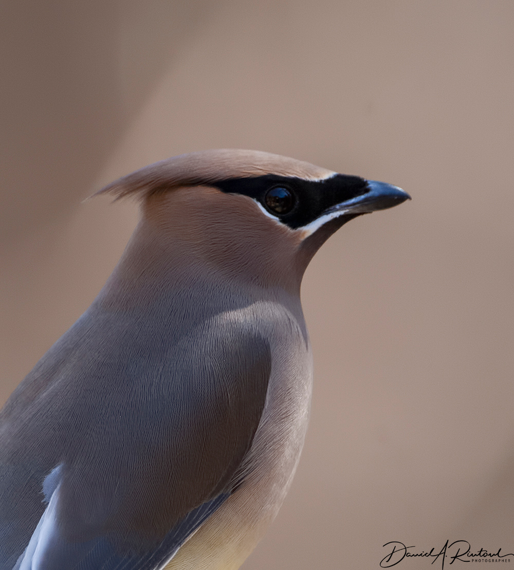 Cedar Waxwing 1