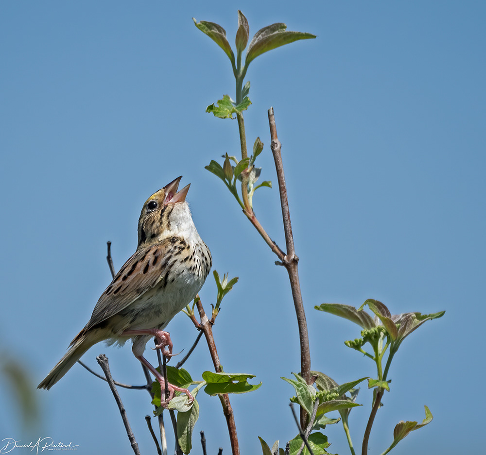 Henslow's Sparrow 2