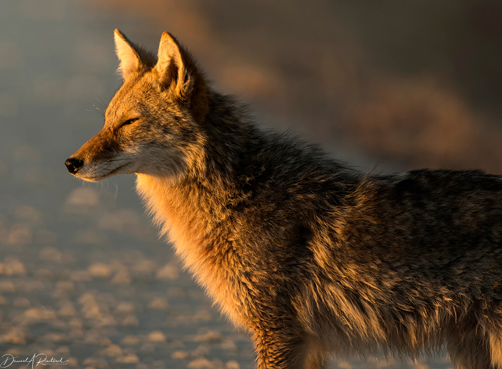 Coyote sunset