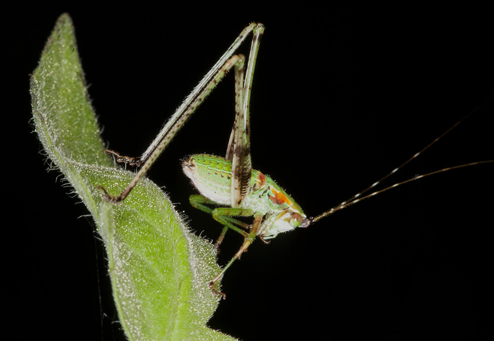 Katydid