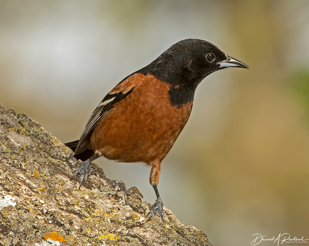 Orchard Oriole 2