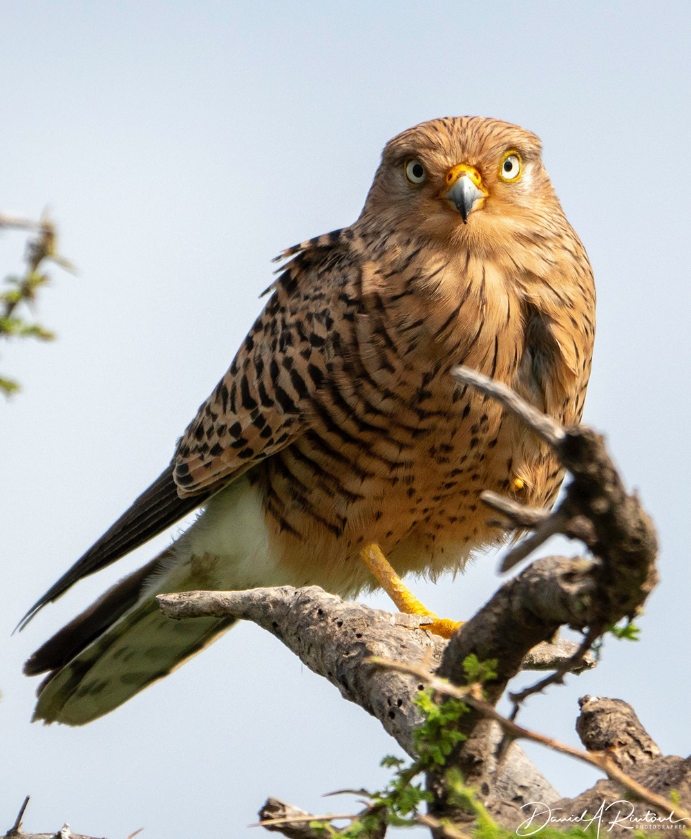 Greater Kestrel