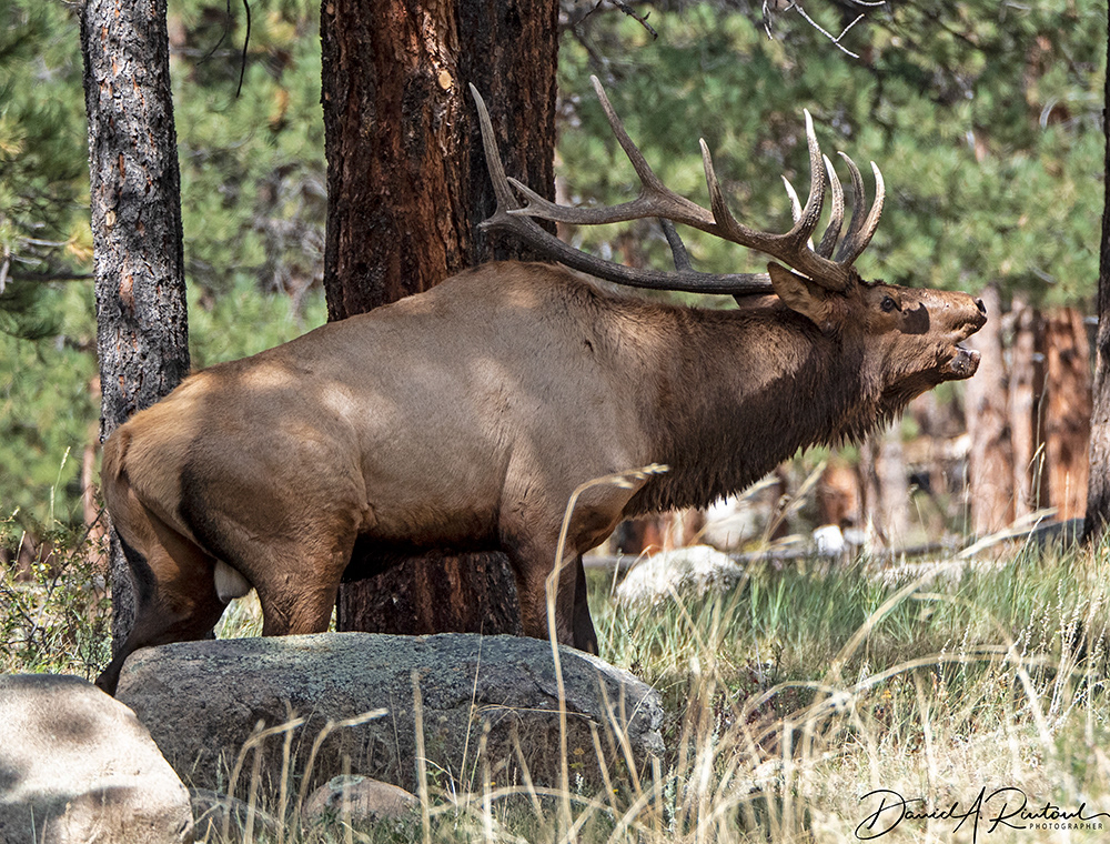 Elk