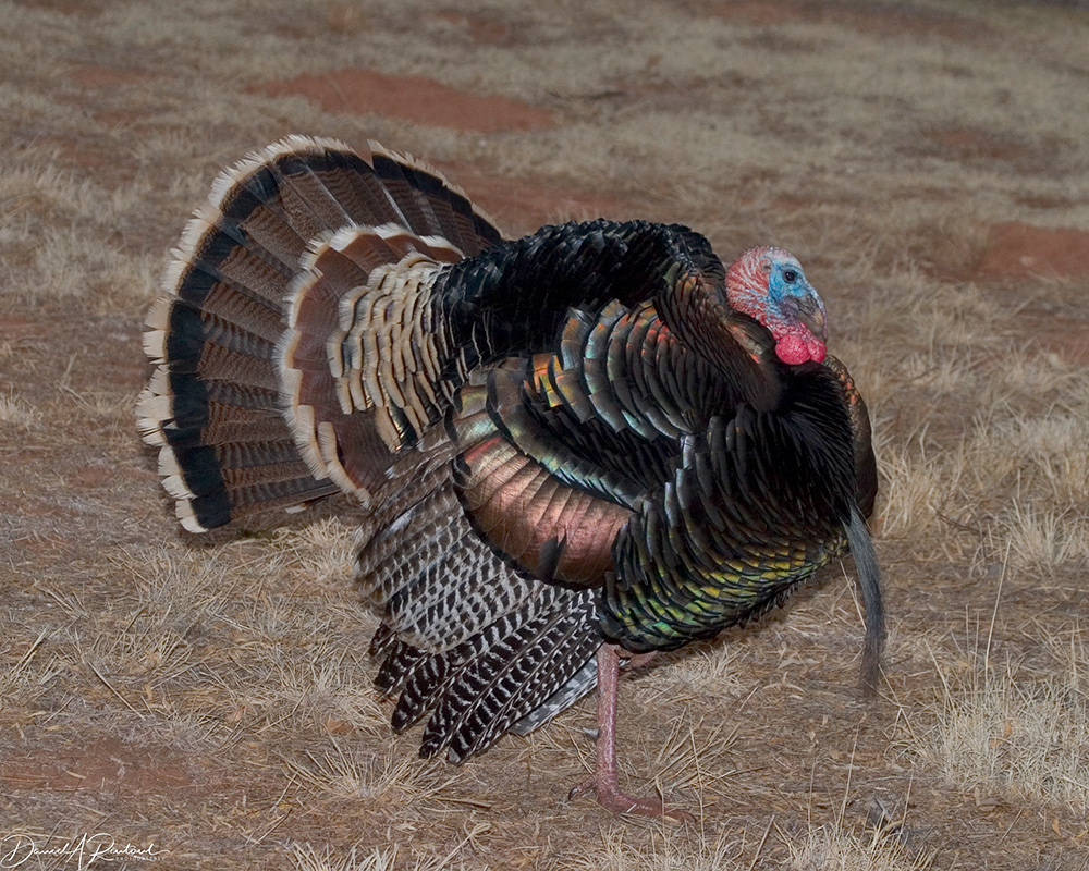 Wild Turkey 1