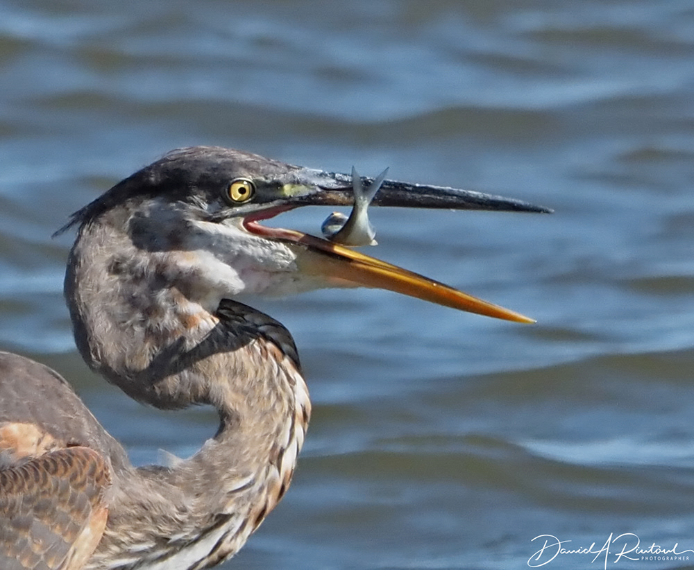 Great Blue Heron 1