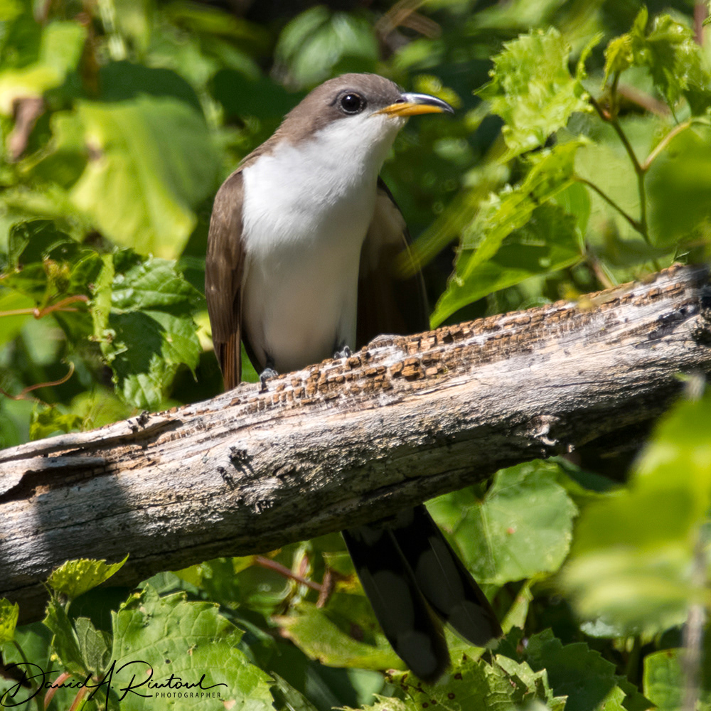 Yellow-billed Cuckoo