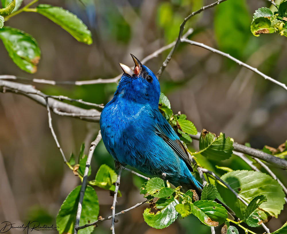 Indigo Bunting 3