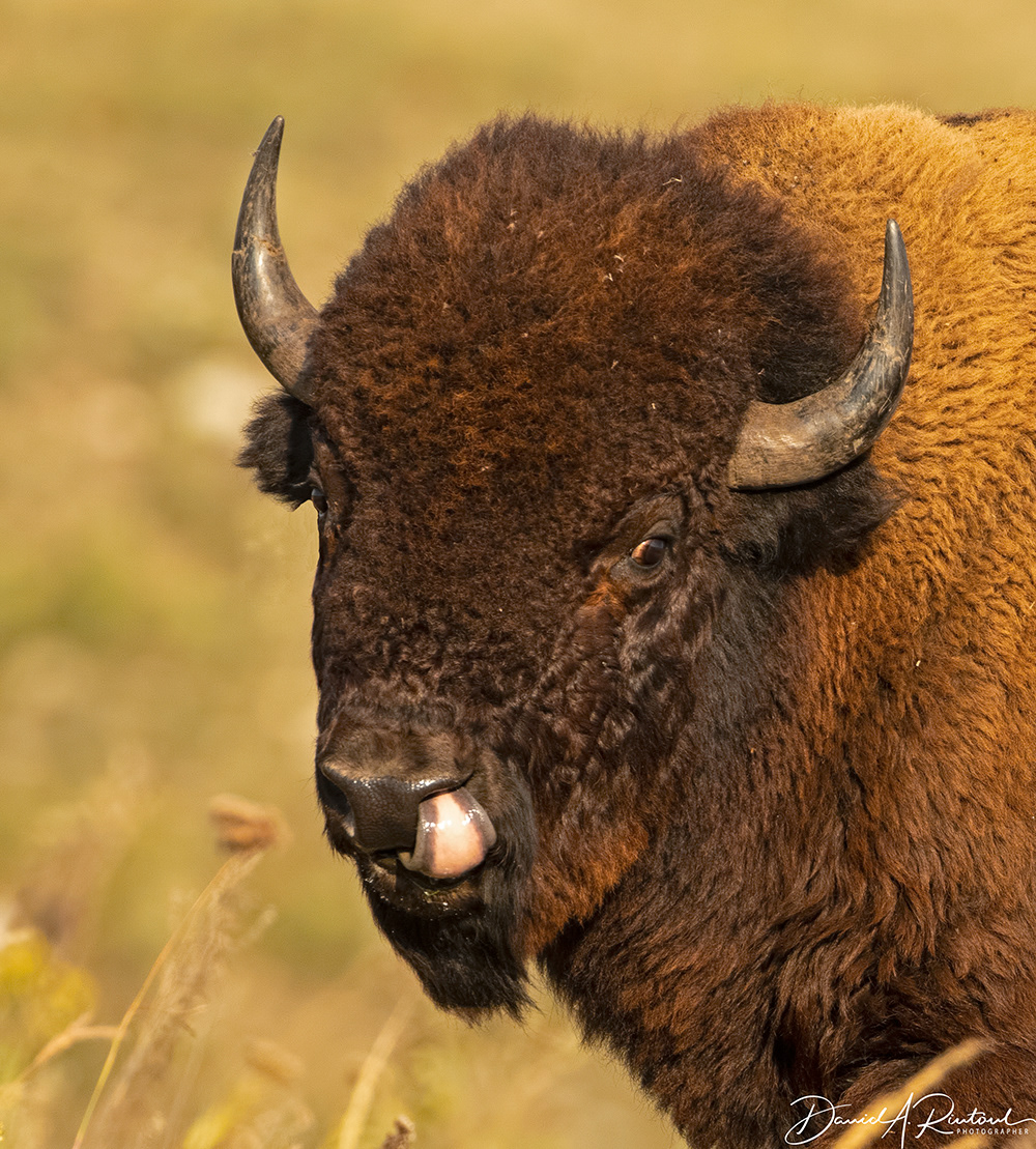 Bison Bull