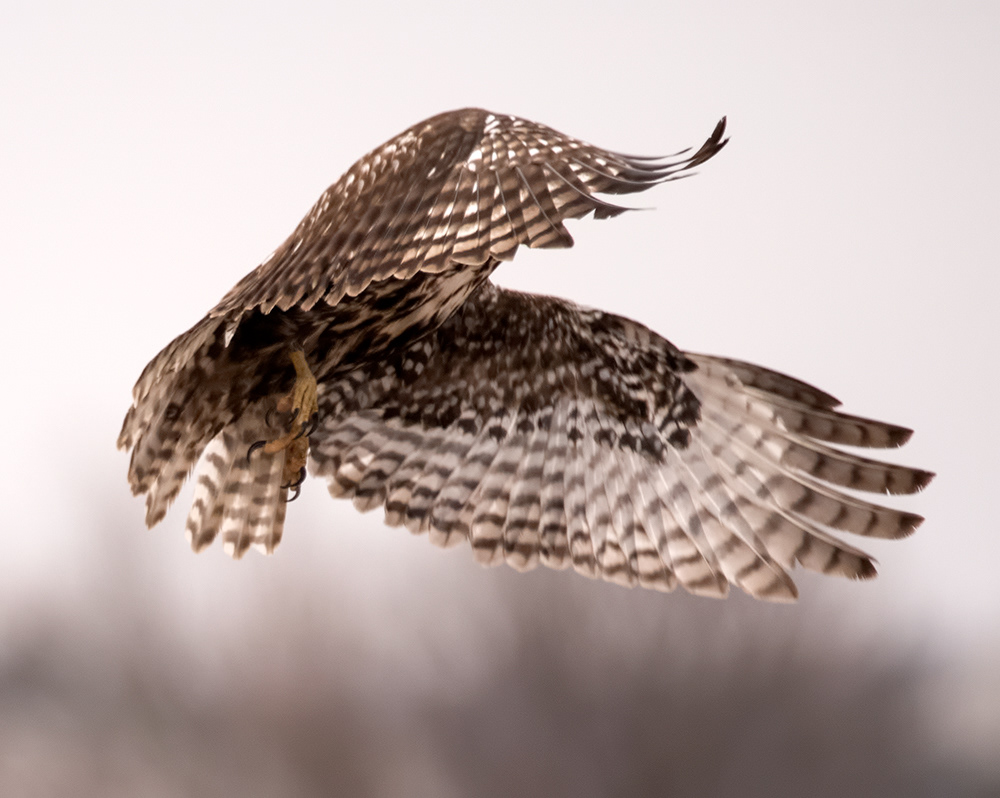 Red-tailed Hawk 4