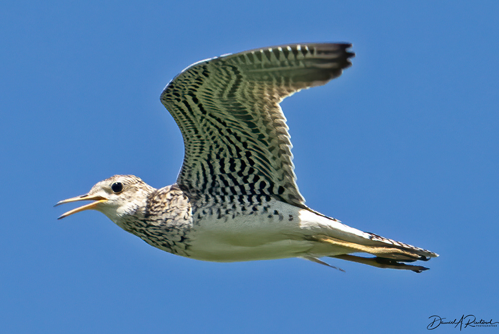 Upland Sandpiper 2