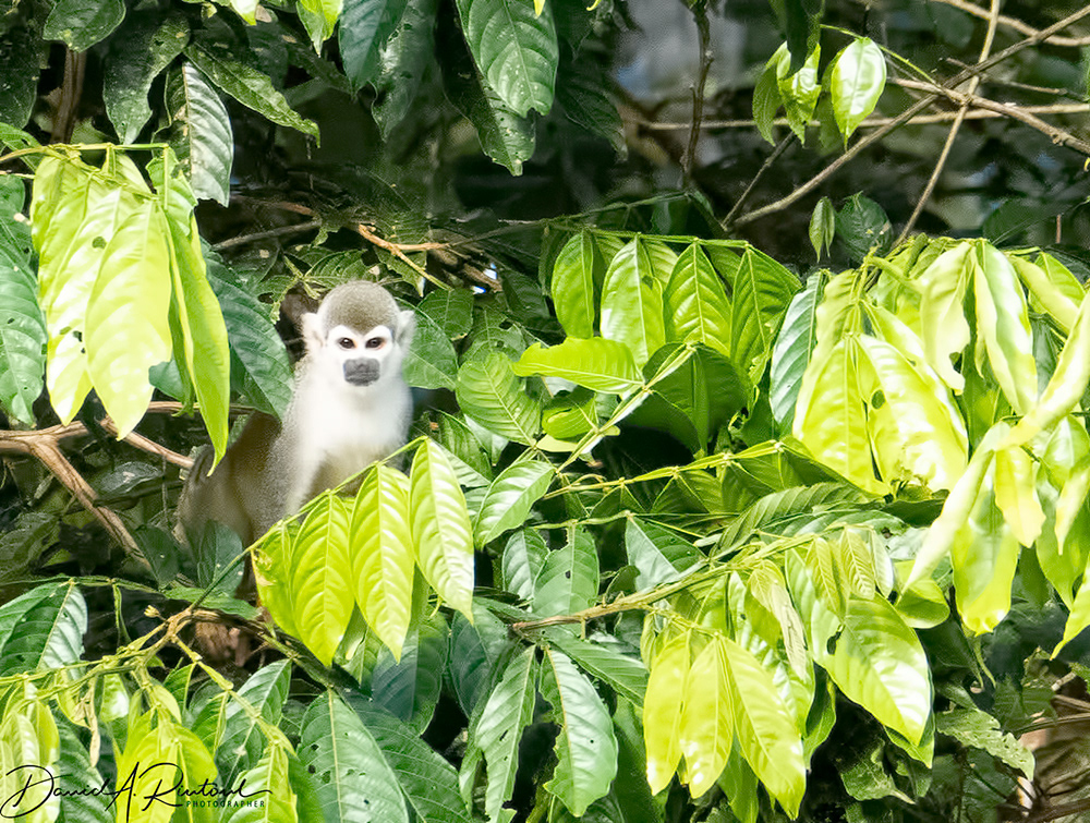 Squirrel Monkey