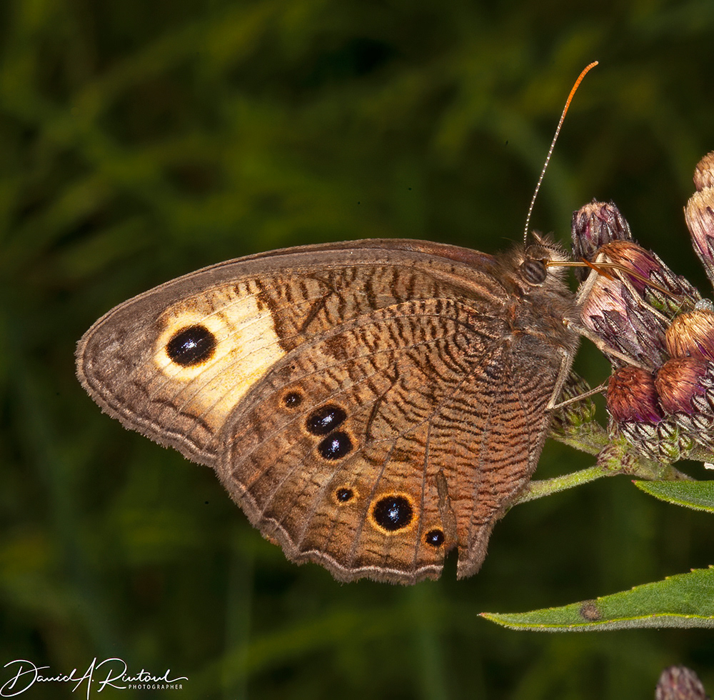 Wood nymph