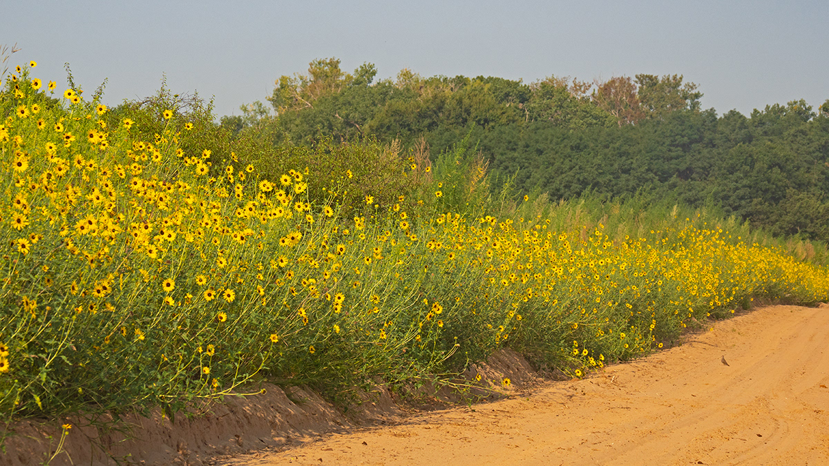 Kansas - Sand-sage prairie in August