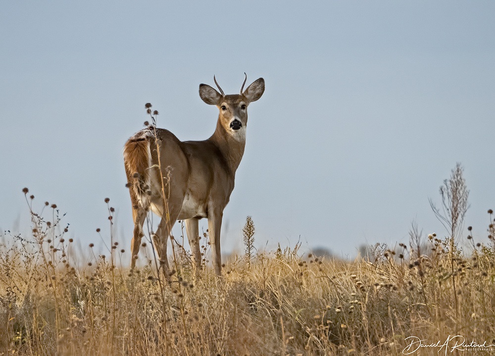 White-tailed Deer