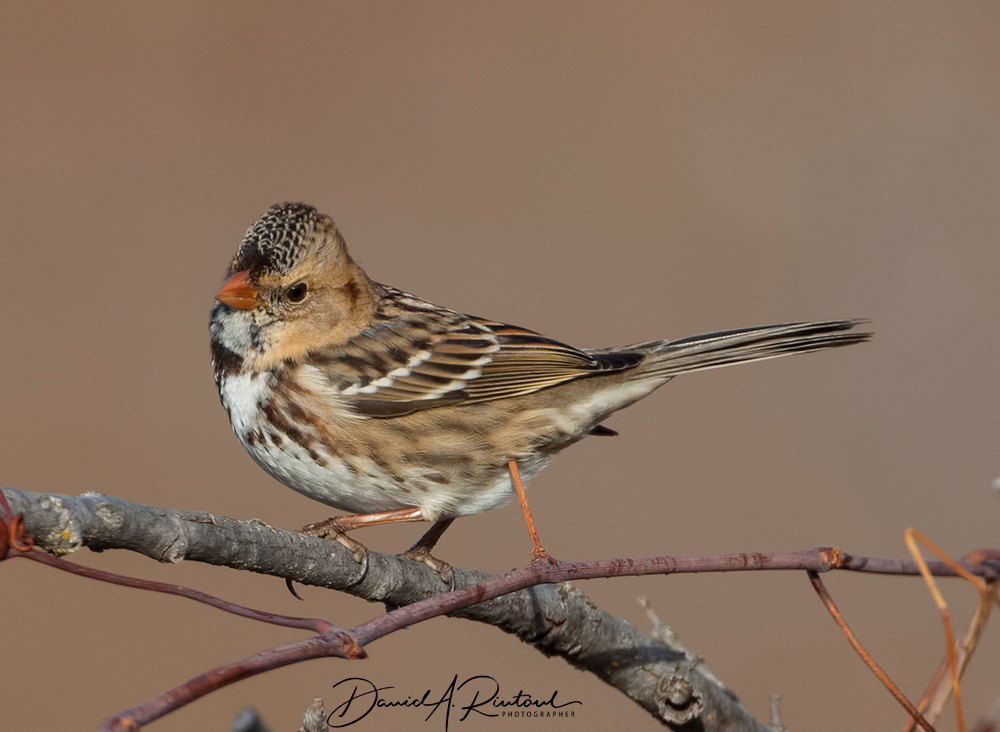Harris's Sparrow 1