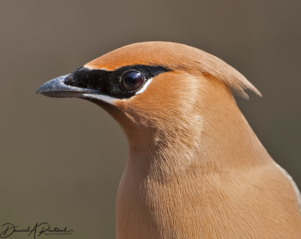 Cedar Waxwing 2