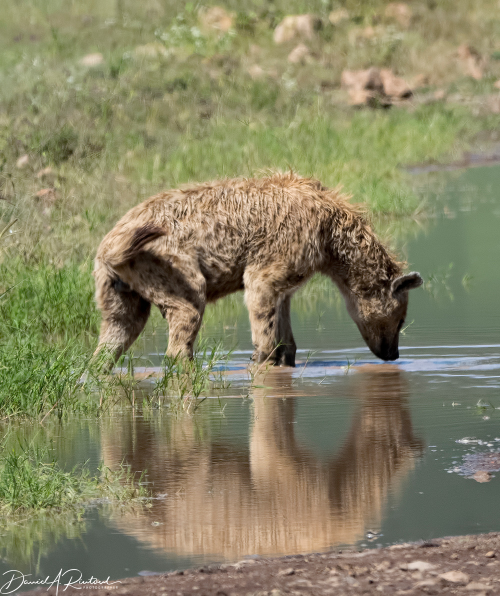 Hyena taking a drink