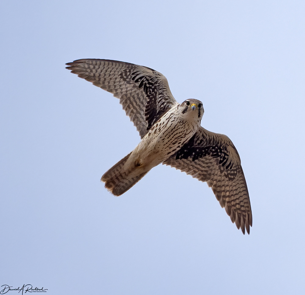 Prairie Falcon