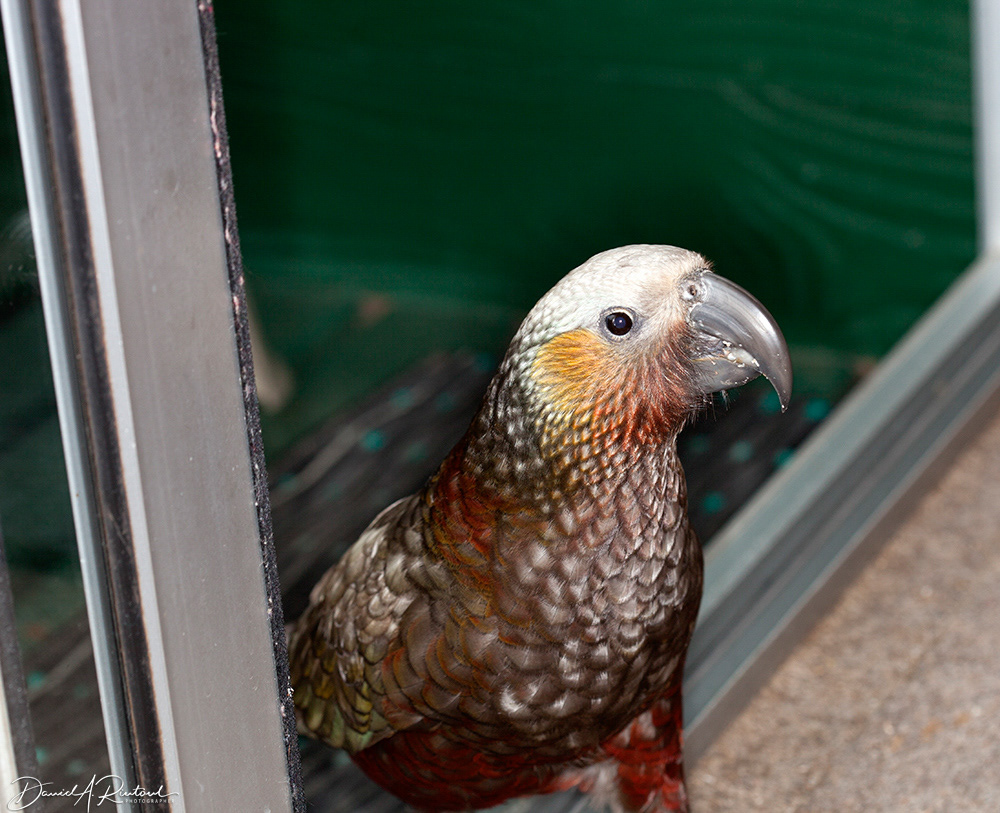 Cheeky kaka