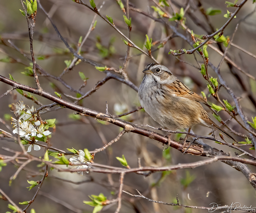 Swamp Sparrow 2