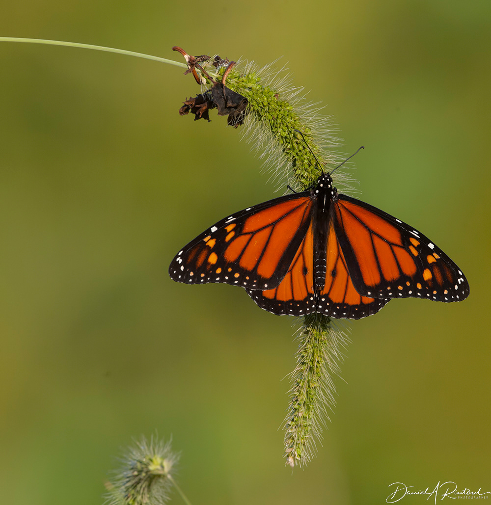 Monarch 1