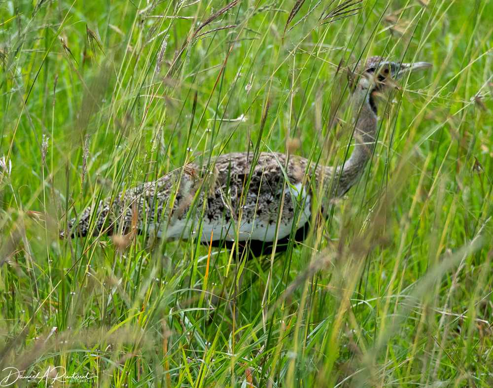 Black-bellied Bustard