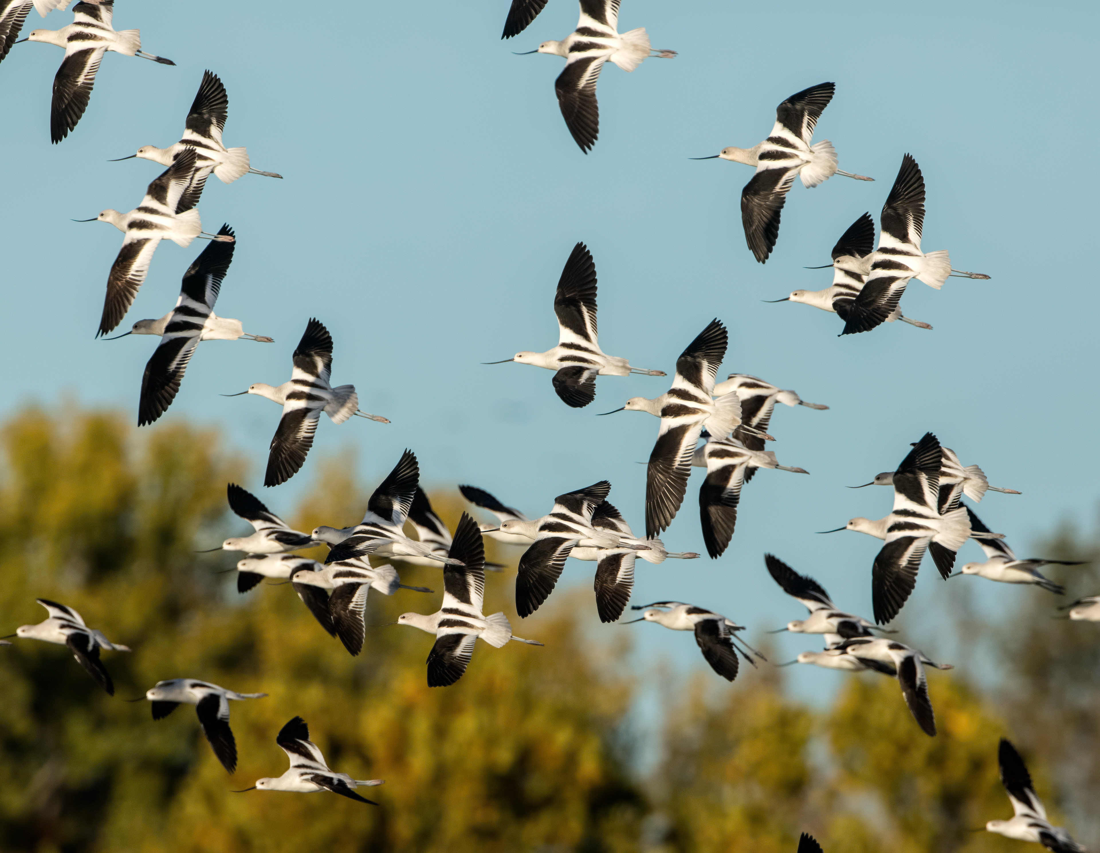 American Avocet 3