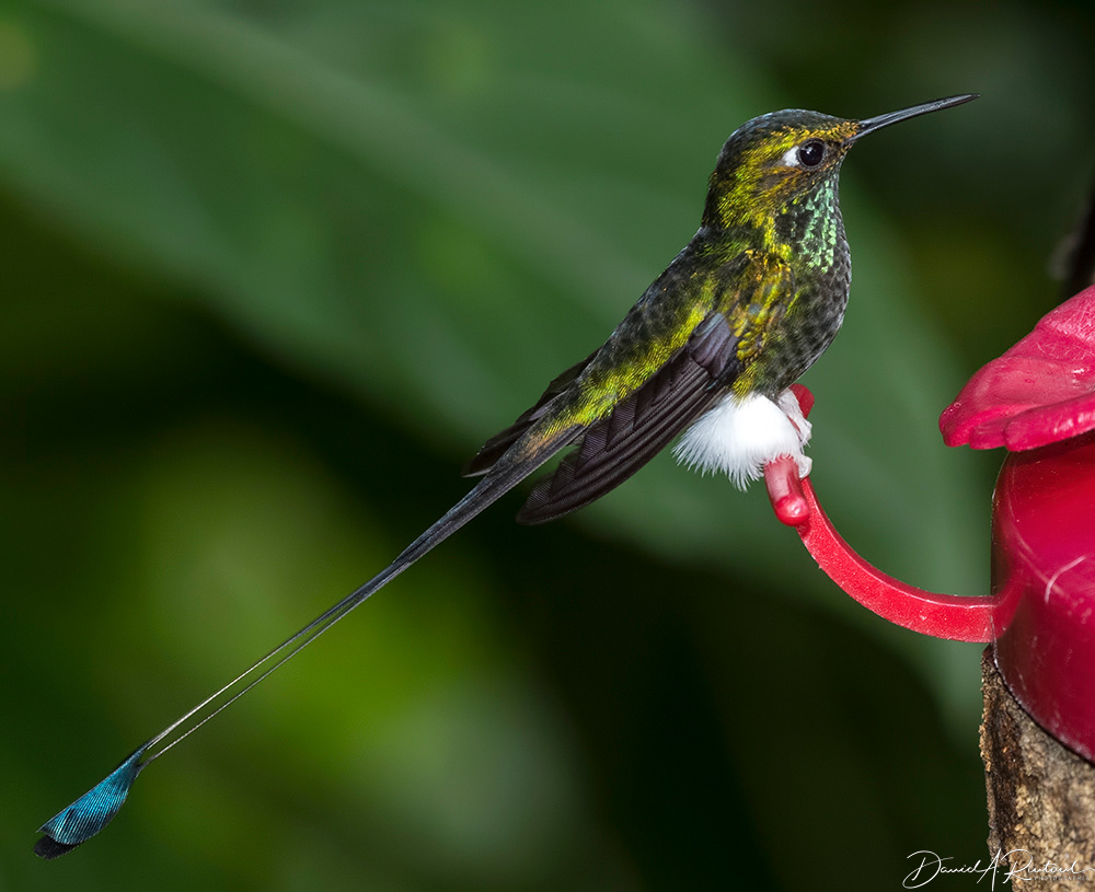Booted Racquet-tail