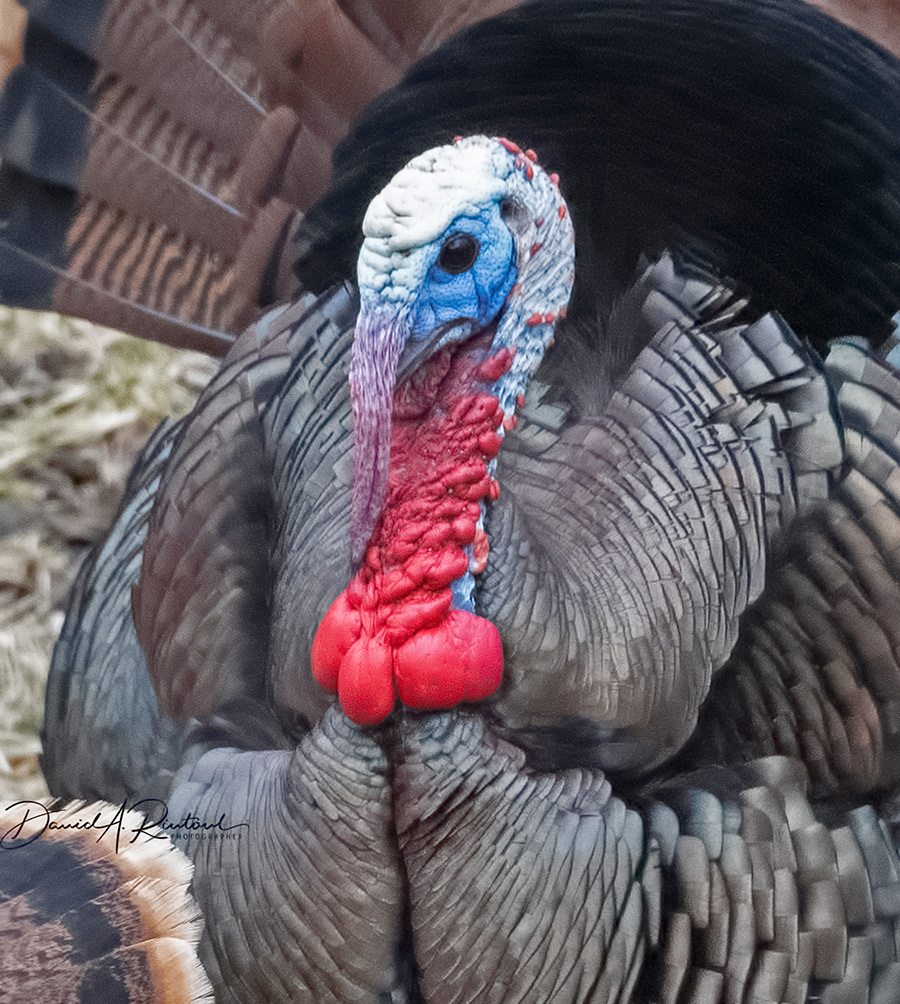 Wild Turkey 2