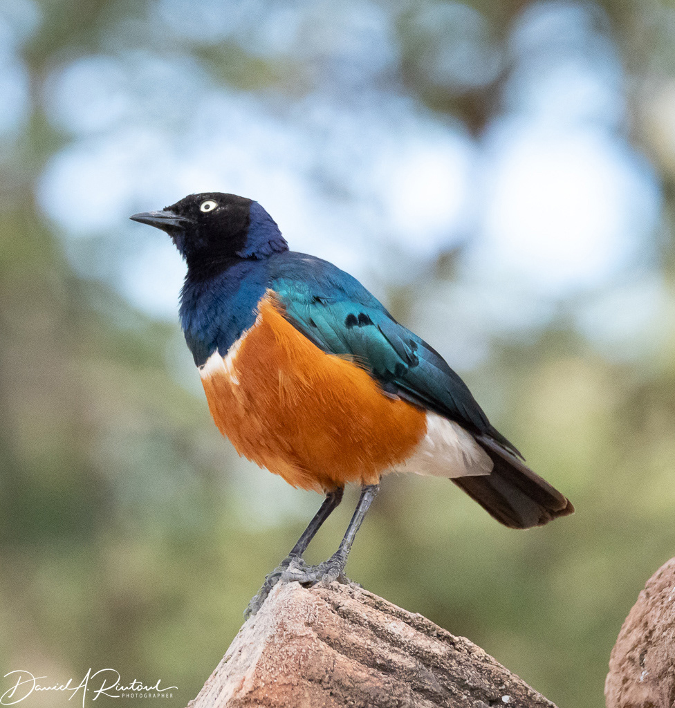 Superb Starling
