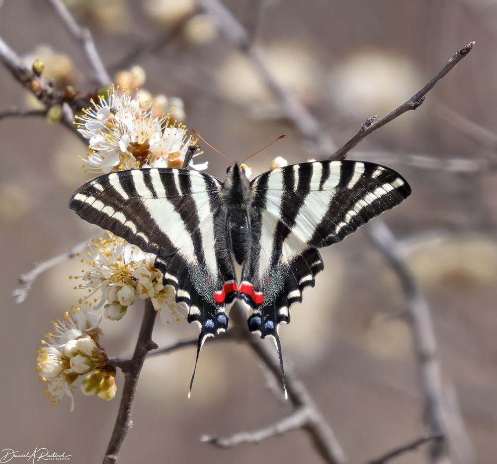 Zebra Swallowtail on Wild Plum