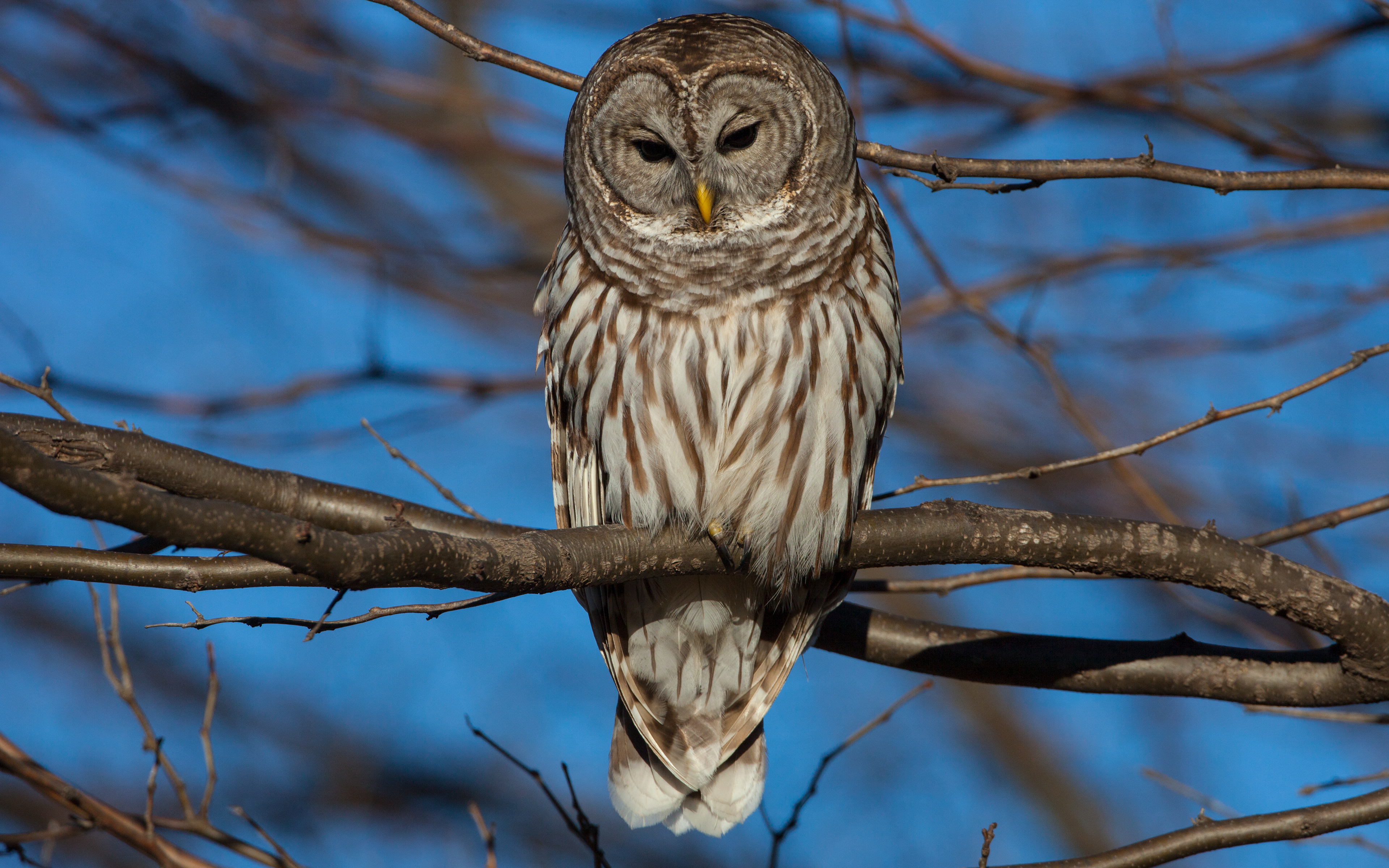 Barred Owl 2