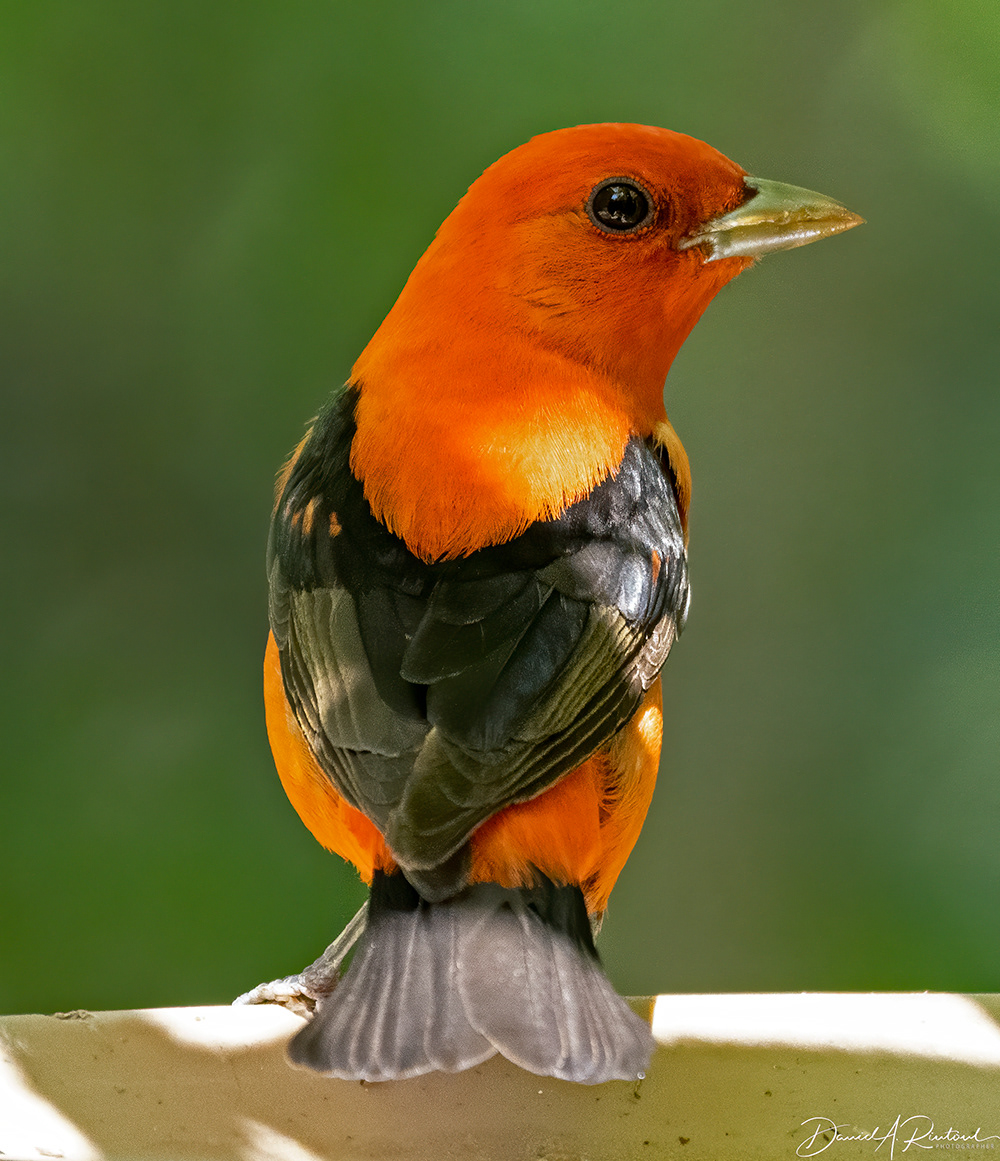 Scarlet Tanager 3