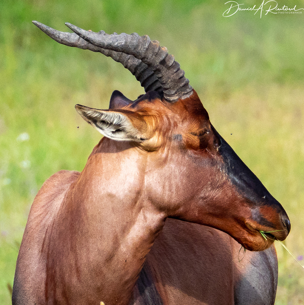Topi