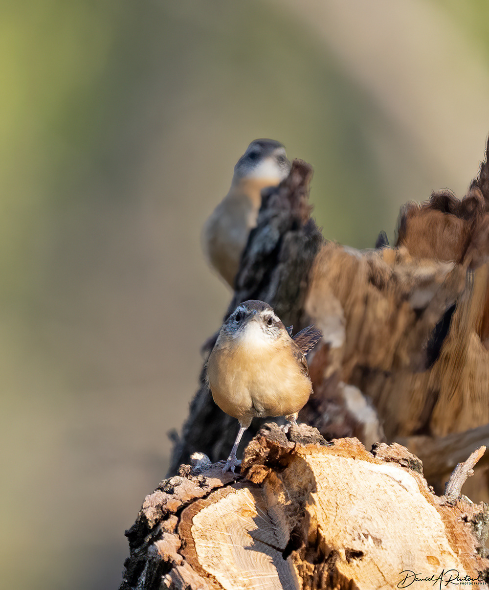 Carolina Wrens